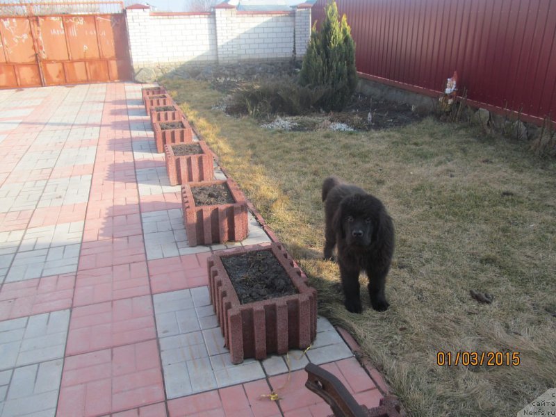 Фото: ньюфаундленд Velyke Malyatko Enej