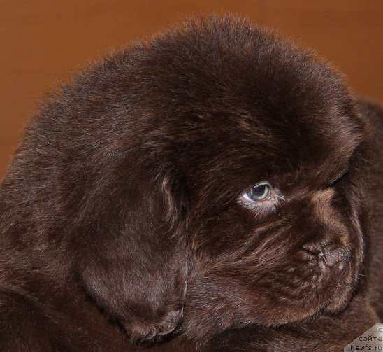 Фото: ньюфаундленд Ньюфорт Уитни Традиция Легенды