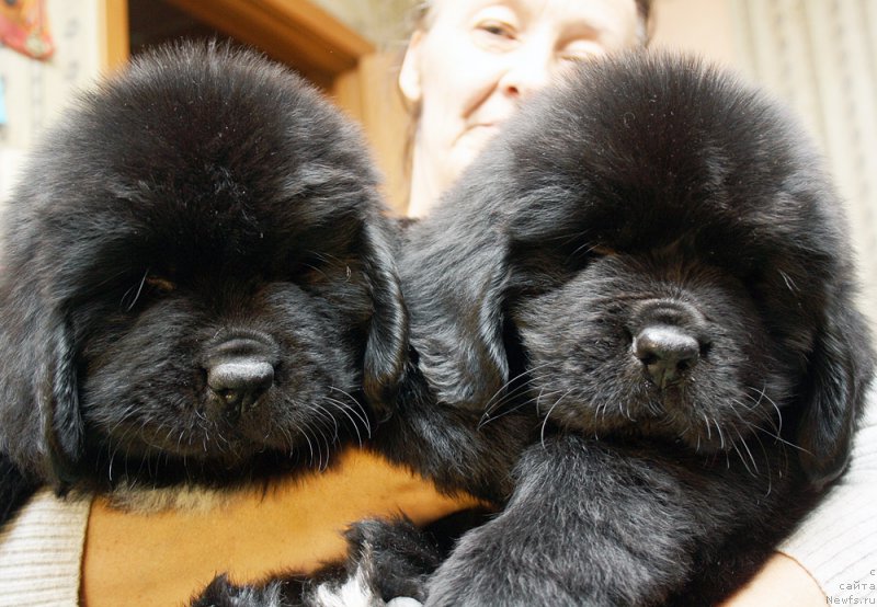 Фотография № 176794