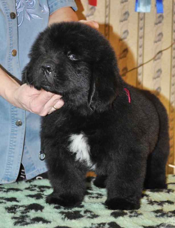 Фотография № 176798