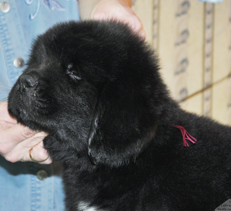 Фотография № 176799