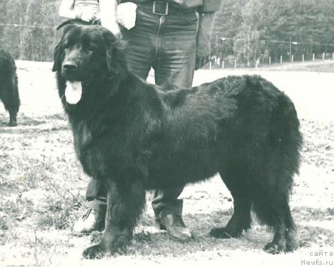 Фото: ньюфаундленд Леся Скизан