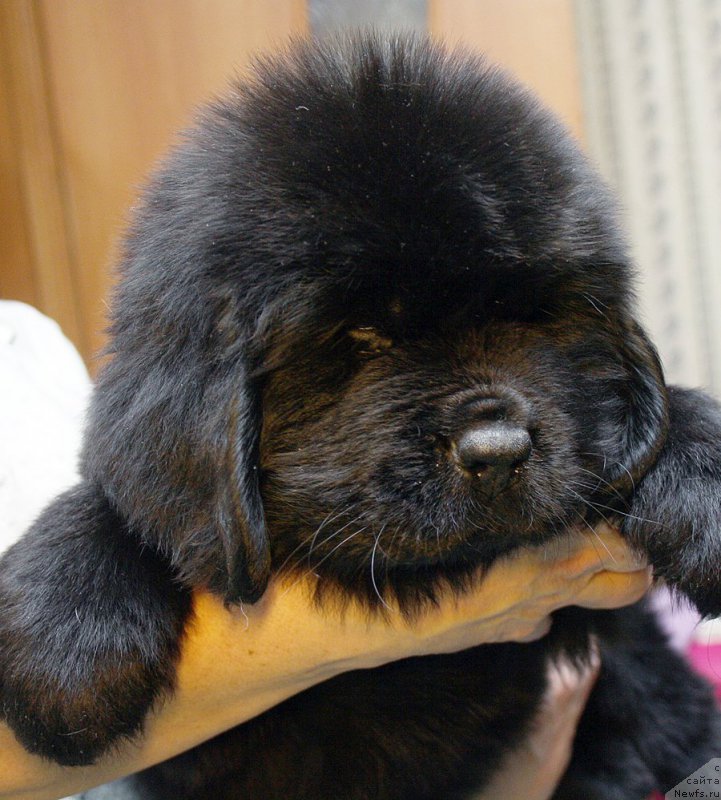 Фотография № 176800