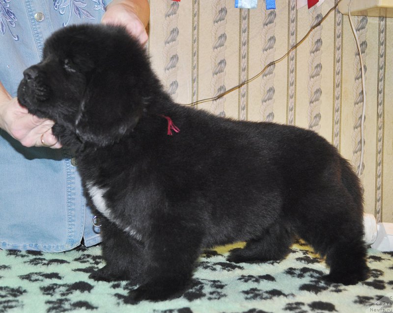 Фотография № 176801