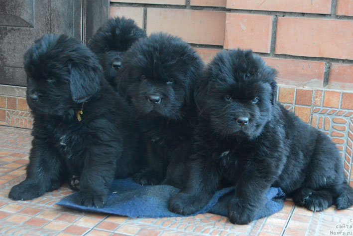 Фото: дети, ньюфаундленд Чарующий Чезарио (Charuyuschiy Chezario), ньюфаундленд Амбер Чарм Иларита (Amber Charm Ilarita)