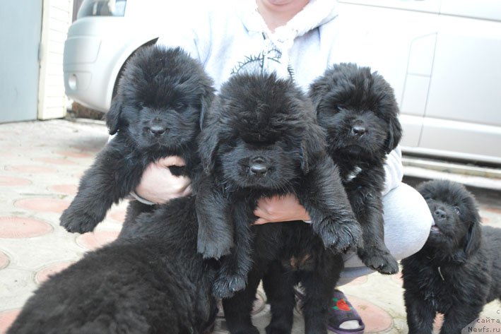 Фото: дети, ньюфаундленд Чарующий Чезарио (Charuyuschiy Chezario), ньюфаундленд Амбер Чарм Иларита (Amber Charm Ilarita)