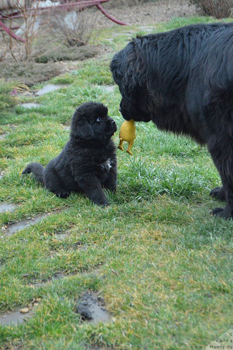 Фото: дети, ньюфаундленд Амбер Чарм Иларита (Amber Charm Ilarita)