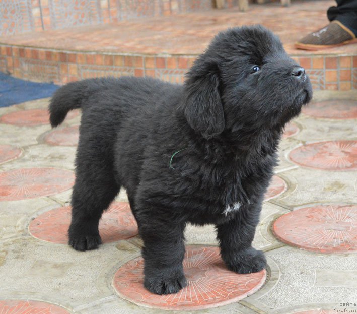 Фото: дети, ньюфаундленд Чарующий Чезарио (Charuyuschiy Chezario), ньюфаундленд Амбер Чарм Иларита (Amber Charm Ilarita)