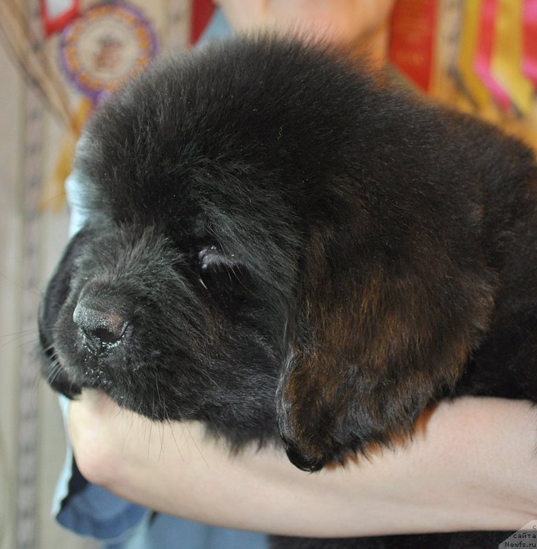 Фотография № 176807