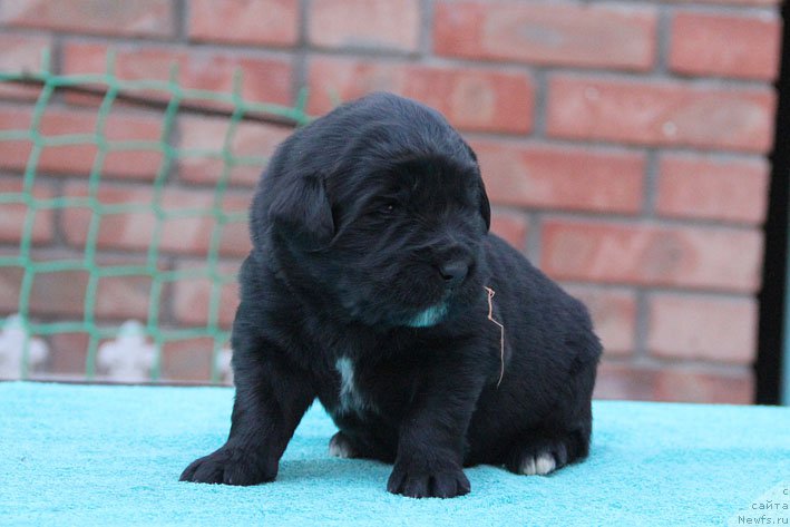 Фото: ньюфаундленд Дары Приносящая с Берега Дона (Dary Prinosjashhaya s Berega Dona)