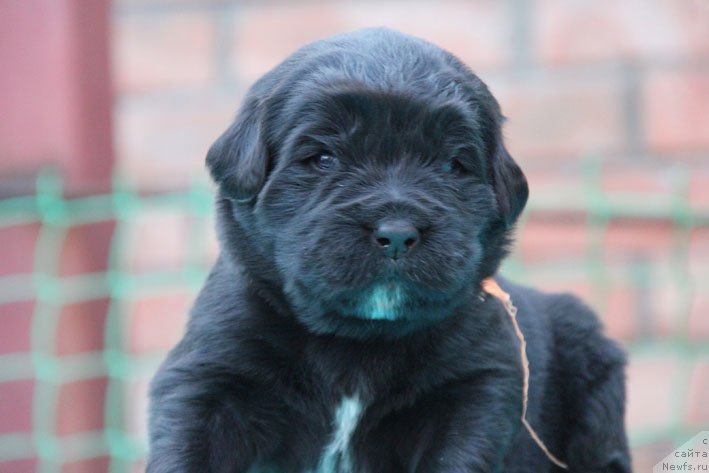 Фото: ньюфаундленд Дары Приносящая с Берега Дона (Dary Prinosjashhaya s Berega Dona)