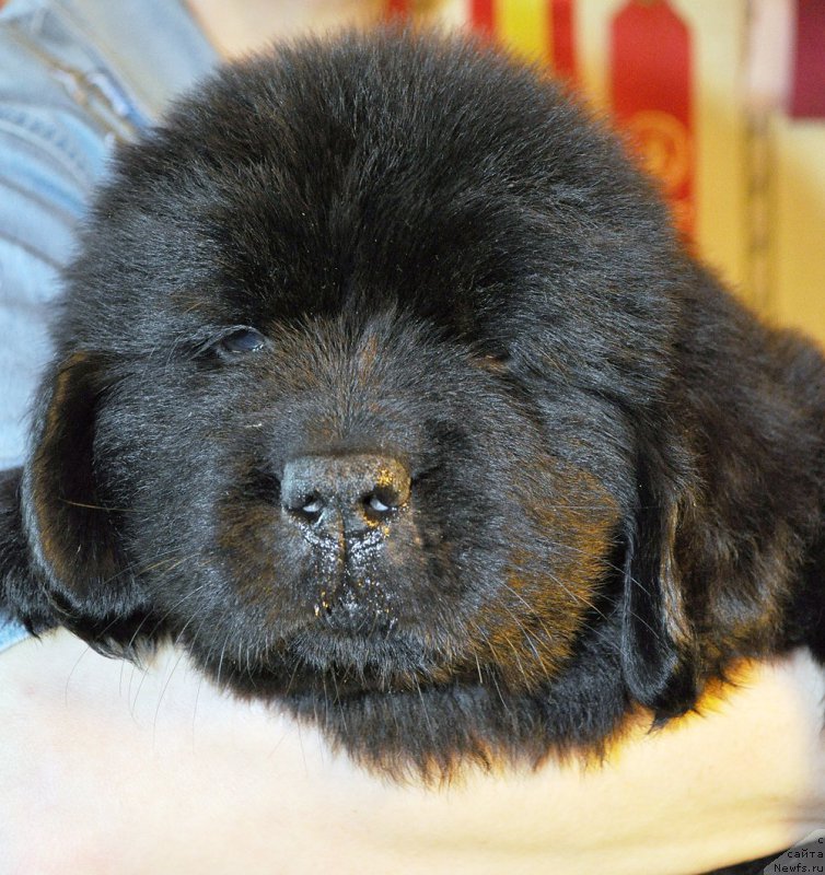 Фотография № 176810