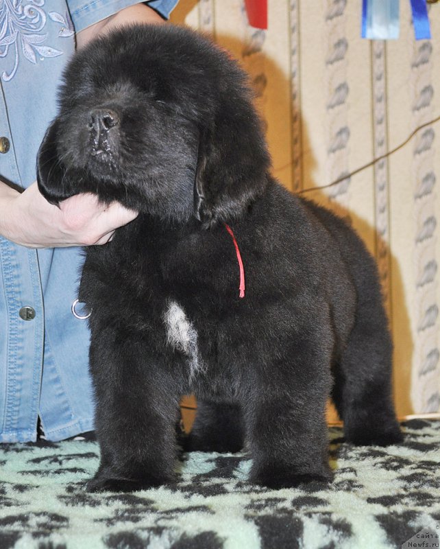 Фотография № 176813