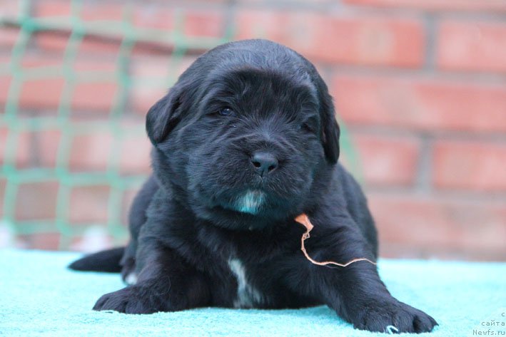 Фото: ньюфаундленд Дары Приносящая с Берега Дона (Dary Prinosjashhaya s Berega Dona)