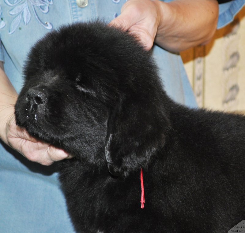 Фотография № 176815