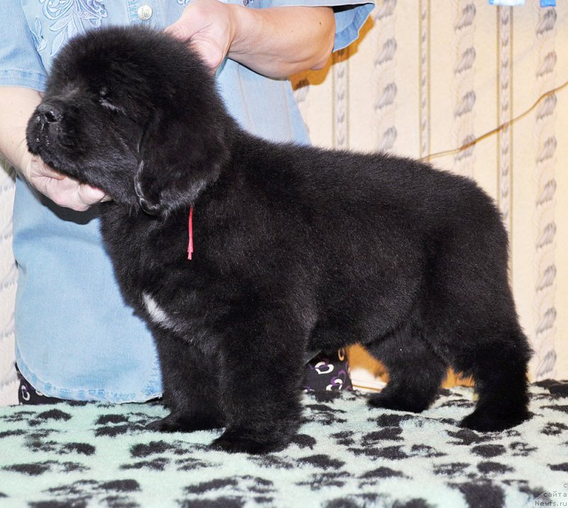 Фотография № 176816