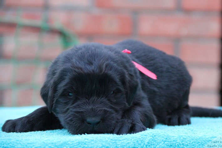 Фото: ньюфаундленд Держава с Берега Дона (Derzhava s Berega Dona)