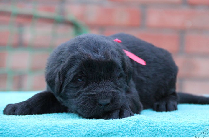 Фото: ньюфаундленд Держава с Берега Дона (Derzhava s Berega Dona)