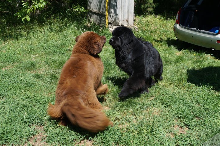 Фото: ньюфаундленд Хаппинесс Лонг-Аваитед с Берега Дона (Happyness Long-Awaited s Berega Dona), ньюфаундленд Чарующий Чезарио (Charuyuschiy Chezario)