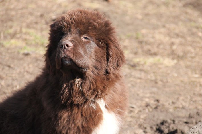 Фото: ньюфаундленд Госпожа Удача с Берега Дона (Gospozha Udacha s Berega Dona)