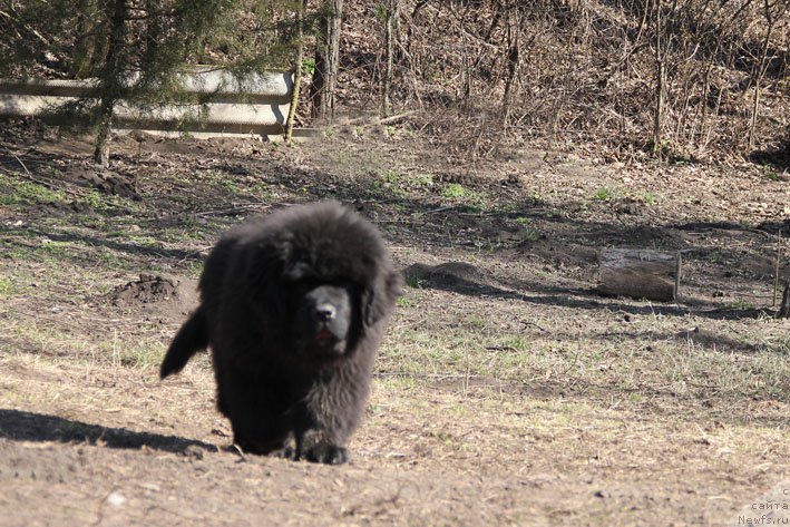 Фотография № 176831