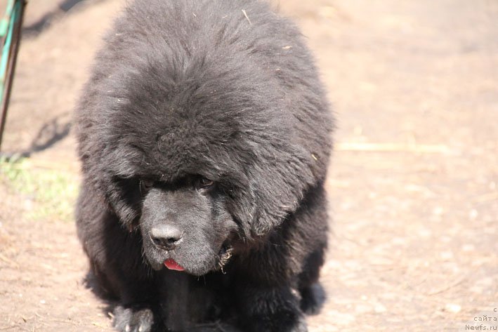 Фотография № 176832