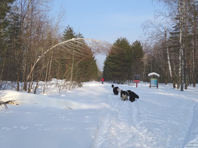 Фото: ньюфаундленд Акин Соул София