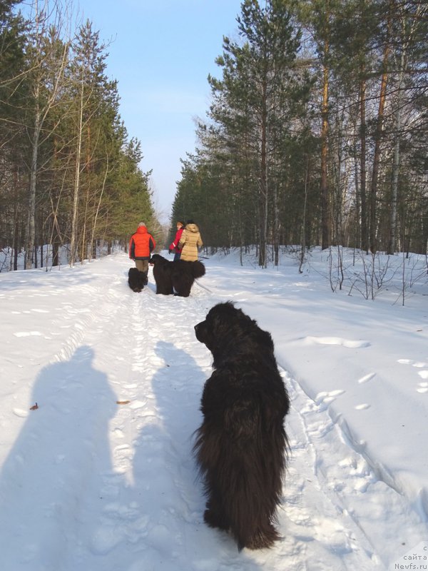 Фото: ньюфаундленд Лесная Сказка Лунная Соната