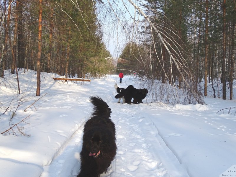 Фото: ньюфаундленд Барышня