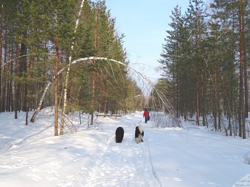 Фото: ньюфаундленд Черный Шарм Веллингтон