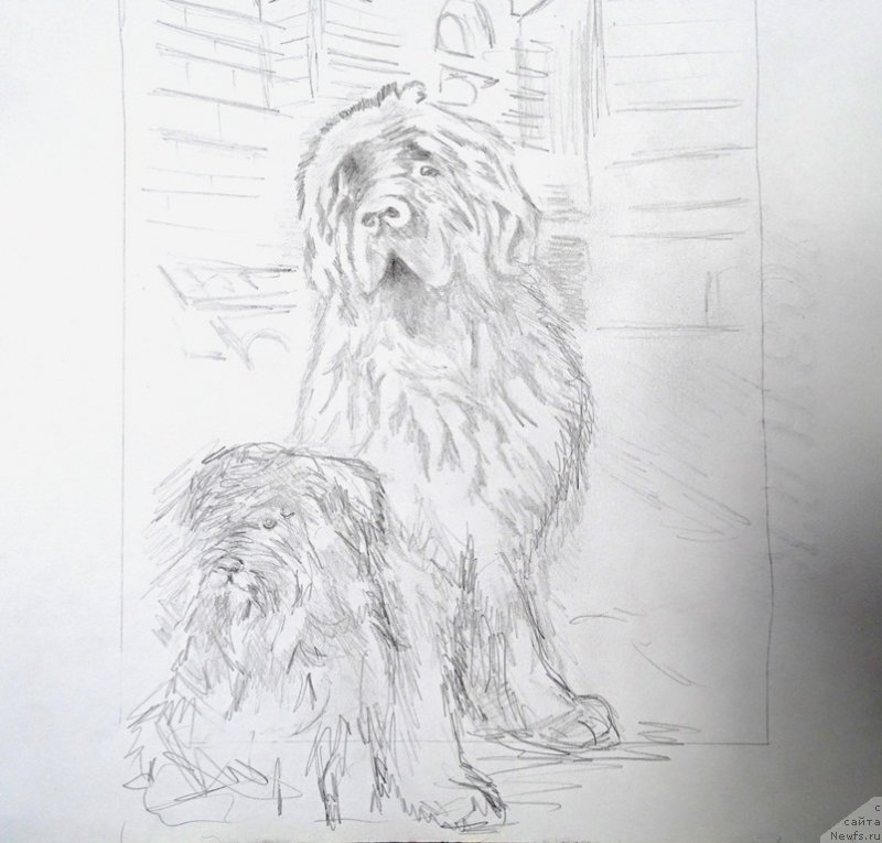 Фото: ньюфаундленд Бархатка Роскошная, Фрося