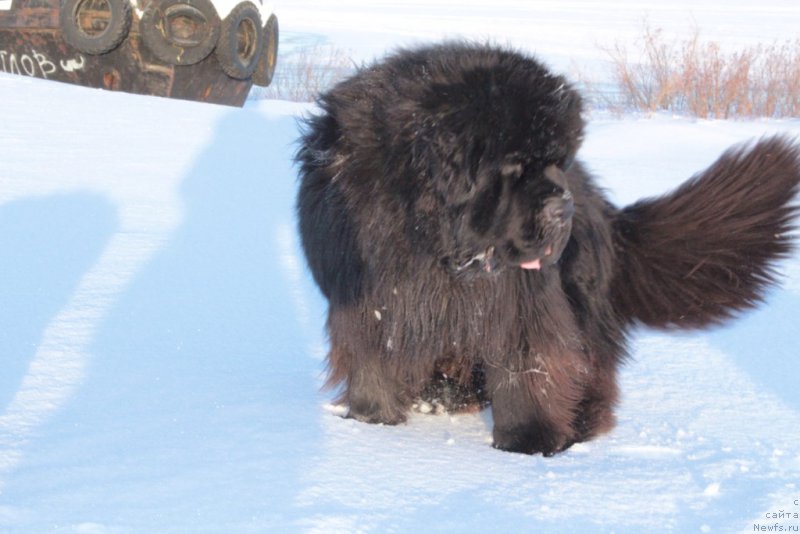 Фото: ньюфаундленд King of Helluland You Shock Me