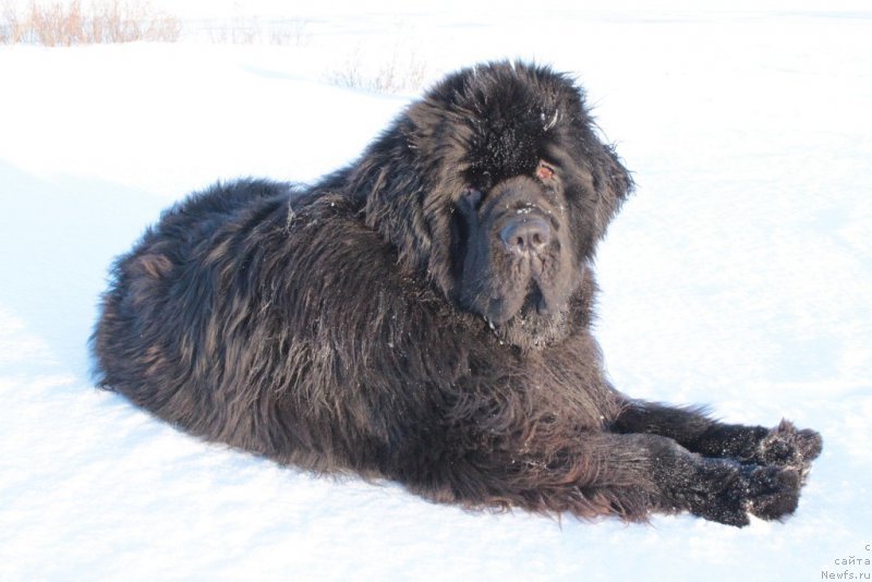 Фото: ньюфаундленд King of Helluland You Shock Me