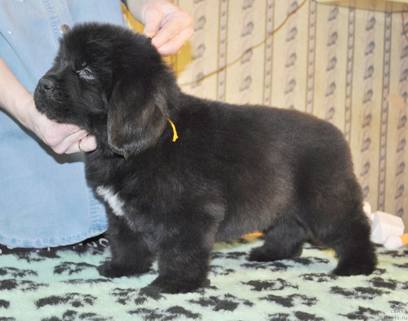 Фотография № 176845