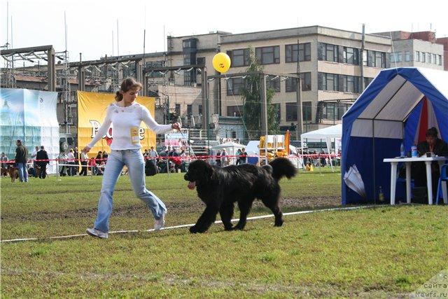 Фото: ньюфаундленд Drive Me Crazy of Apachee's Home