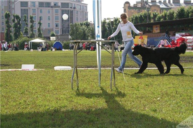 Фото: ньюфаундленд Drive Me Crazy of Apachee's Home