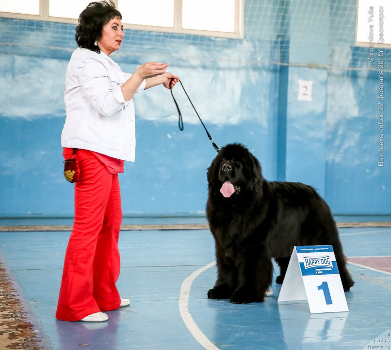 Фото: ньюфаундленд Victory Dance Dinastiya Soverchenstva