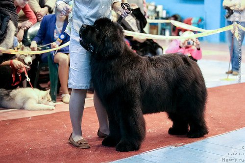 Фотография № 176889