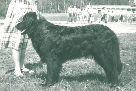 Фото: ньюфаундленд Ренния Фло