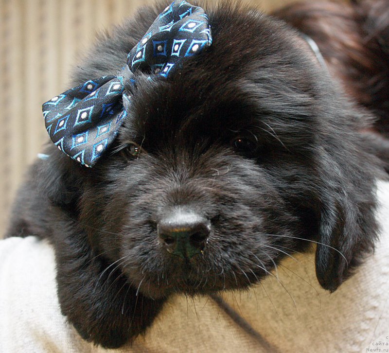 Фотография № 176907