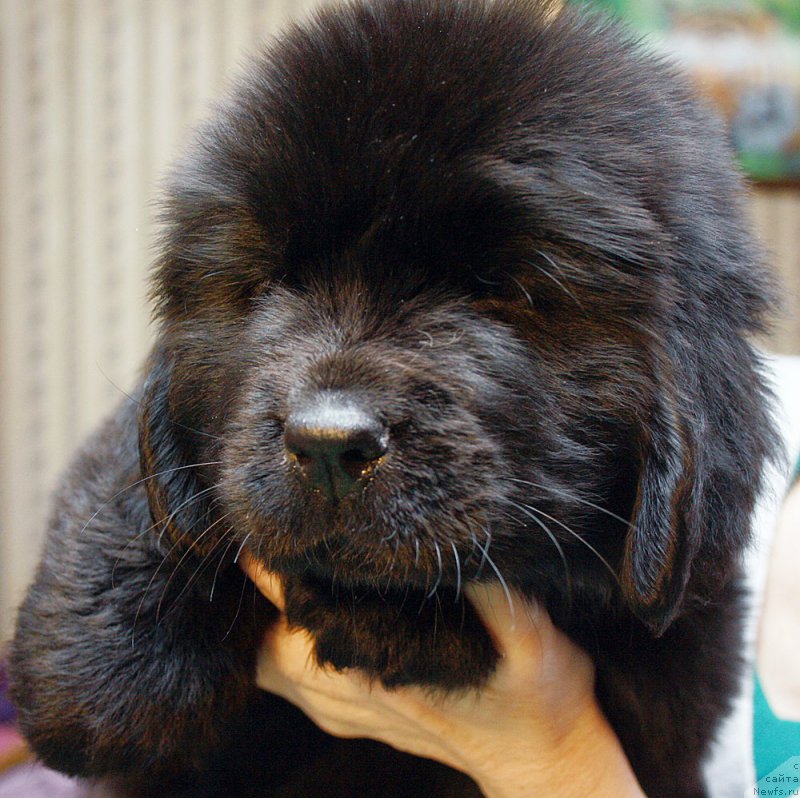 Фотография № 176908