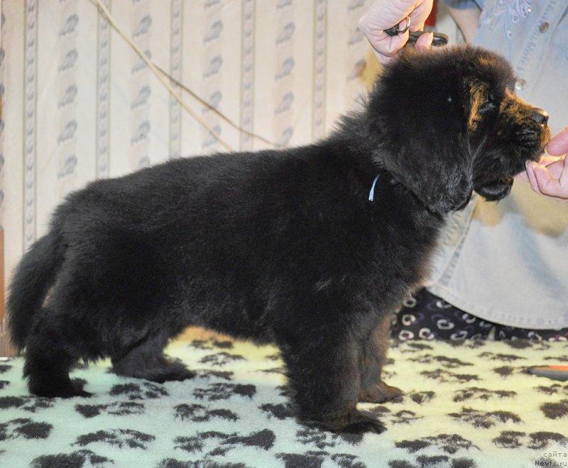 Фотография № 176910