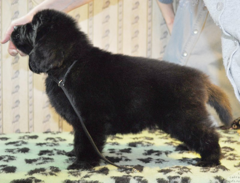 Фотография № 176911