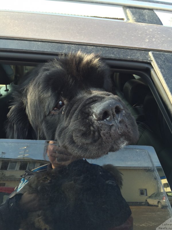 Фото: ньюфаундленд Рестайлинг Фром Шипмэн