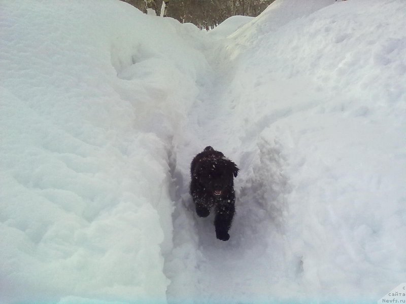 Фото: ньюфаундленд Сент Джонс Невер Гив Ап (Sent Djons Never Giv Up)