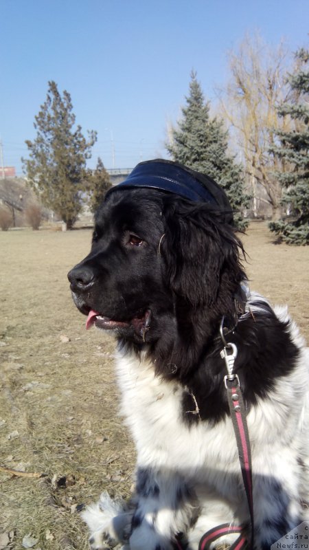 Фото: ньюфаундленд Сказочная Кроха Шампань