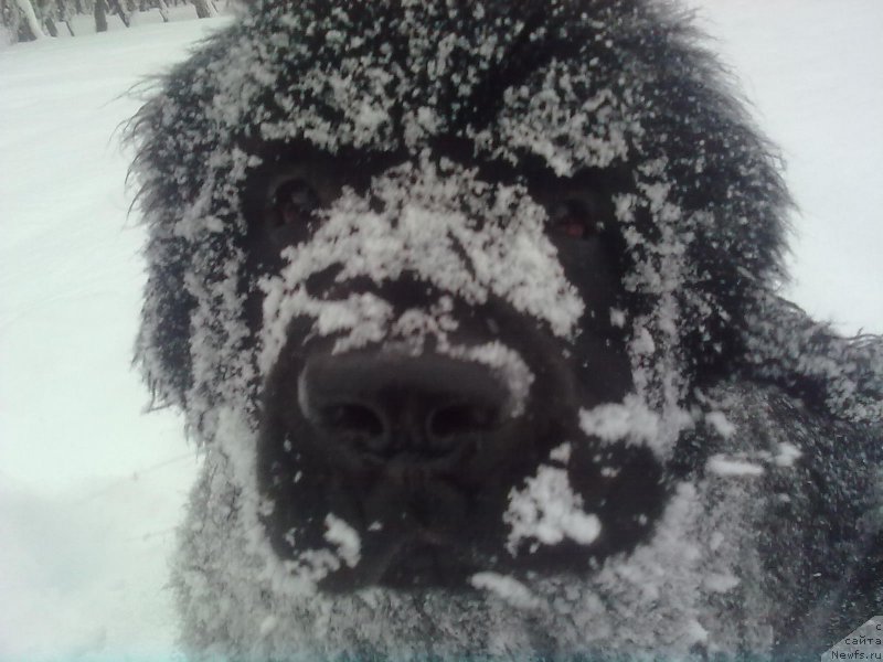 Фото: ньюфаундленд Сент Джонс Жискар Д'Эстен Эдмон (Sent Djons Zhiscar D'Estaing Edmon)