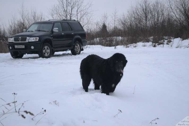 Фото: ньюфаундленд Плюшевая Панда Арнелла (Plushevaya Panda Arnella)