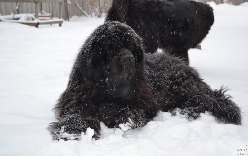 Фото: ньюфаундленд Супер Премиум Амелия Экшен