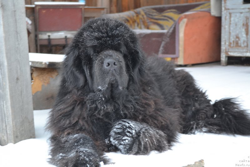 Фото: ньюфаундленд Супер Премиум Амелия Экшен
